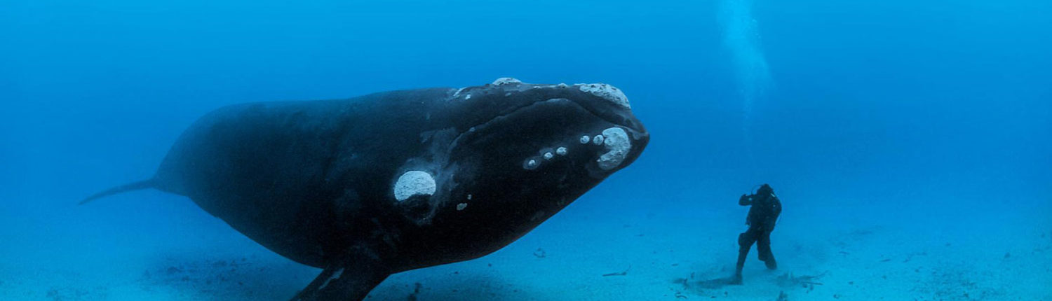 Anna Martellato - il Santuario dei cetacei - Greenpeace