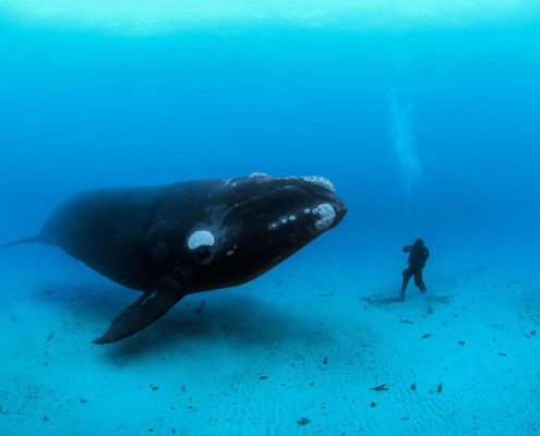 Anna Martellato - il Santuario dei cetacei - Greenpeace